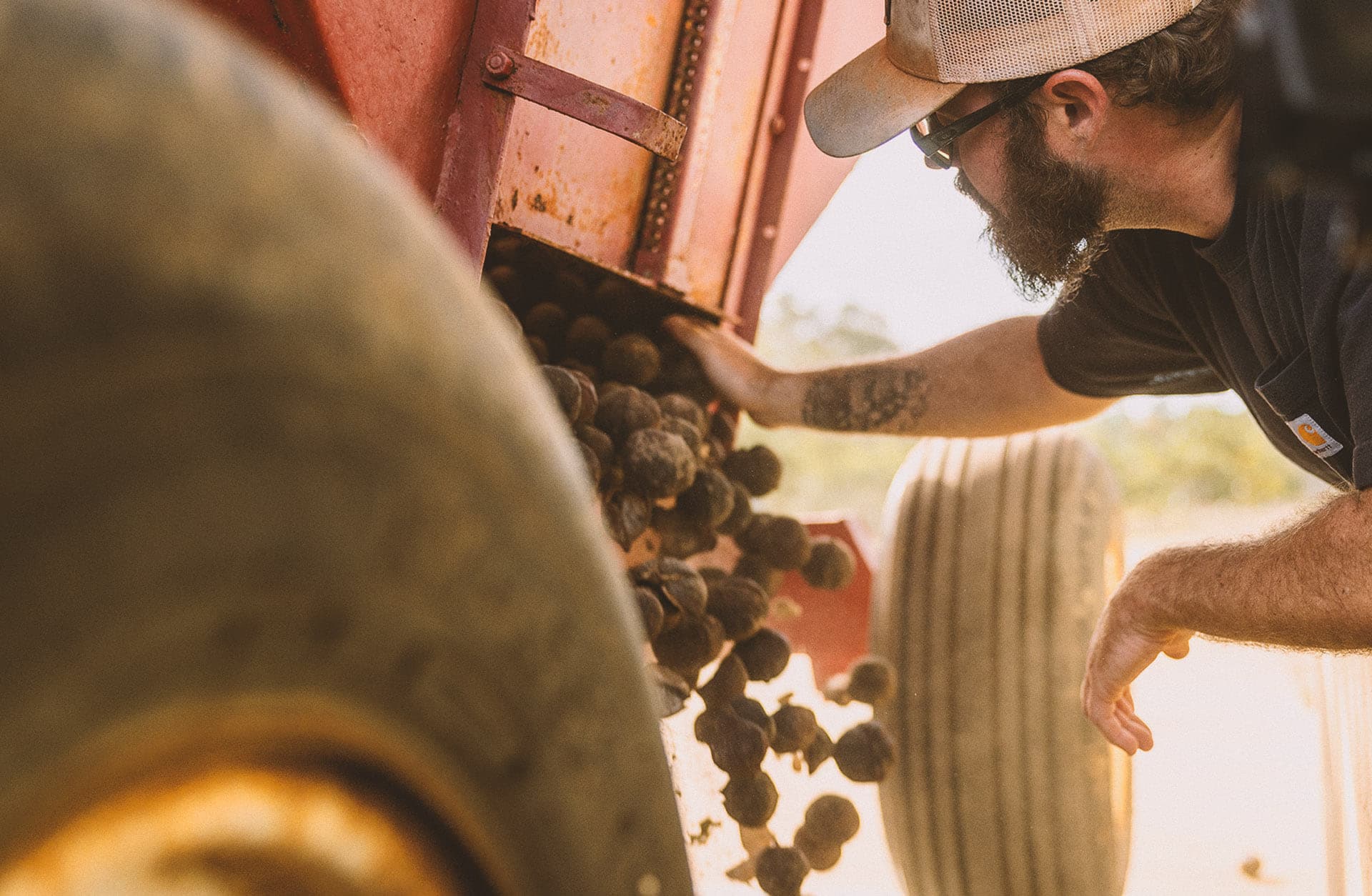 Nuts tumbling from the harvester gate.